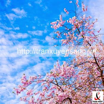 10 mẫu tấm xuyên sáng in hình hoa anh đào độc đáo